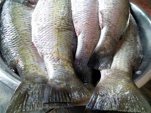 istock Tails of fishes 502001382