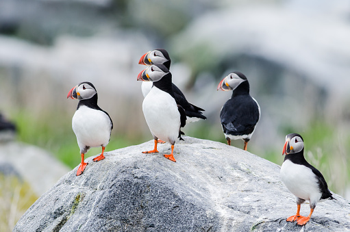 Group of puffins standing on a rock on Machias Seal Island off the coast of Maine.