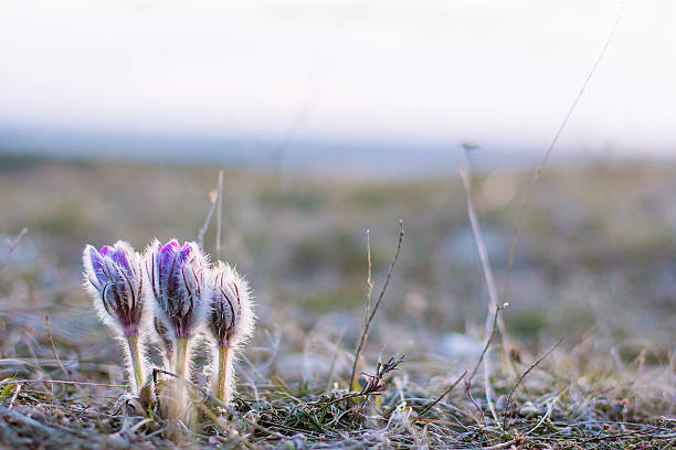 istock flower pulsatilla patens  blooms 502001904