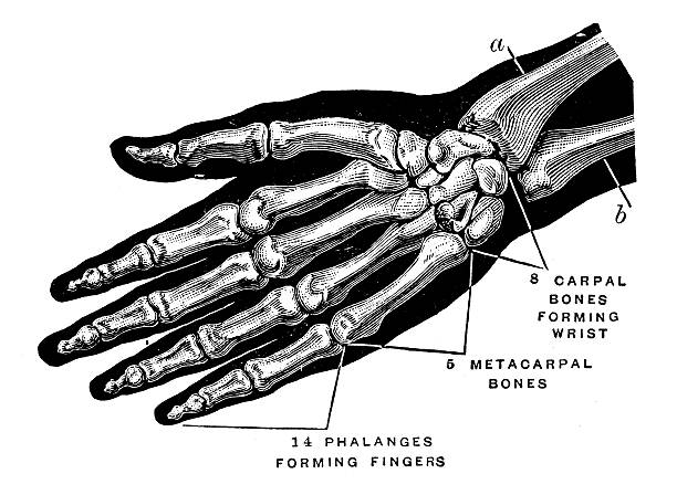 ilustraciones, imágenes clip art, dibujos animados e iconos de stock de anticuario científica médica ilustración de alta resolución: mano de los huesos - pencil drawing drawing anatomy human bone