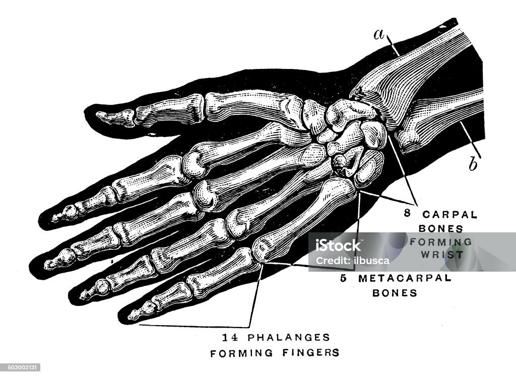 Antique medical scientific illustration high-resolution: hand bones Anatomy stock illustration