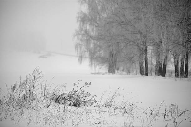 istock Black and white winter. Birch trees in the fog. 502002526