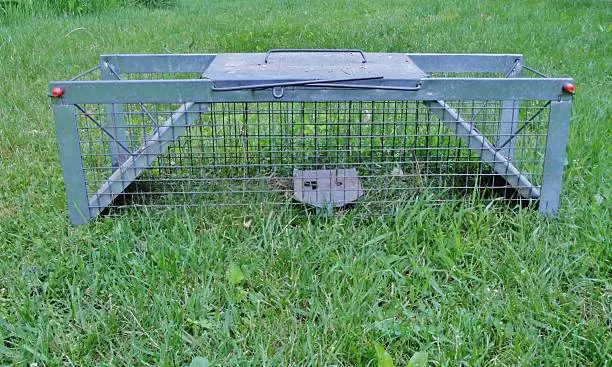 A humane trap to catch small nuisance animals.