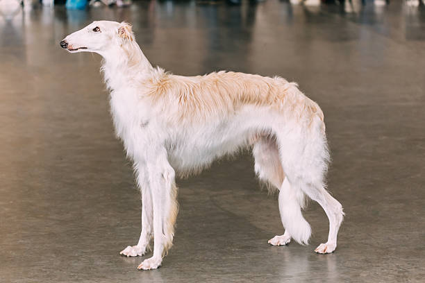 White Dog Russian Borzoi Wolfhound on gray floor indoors