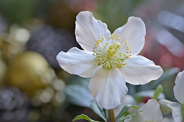 Christrose Christmas rose blossom in close-up black hellebore stock pictures, royalty-free photos & images