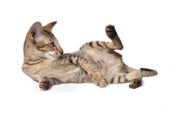 istock Funny oriental tabby chocolate red kitten. 502003125