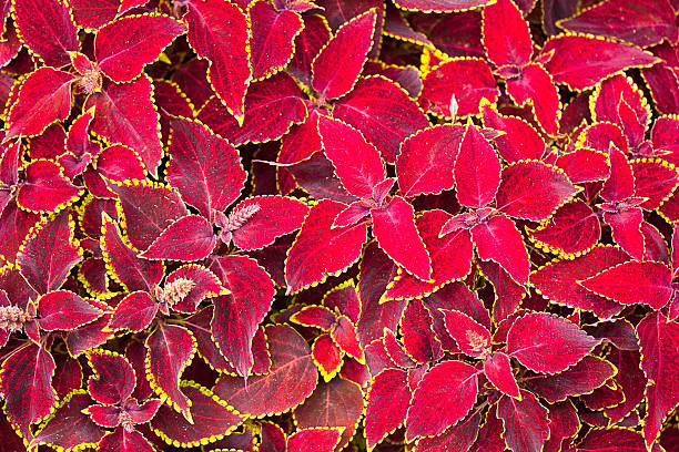 istock red coleus plant close up 502003177