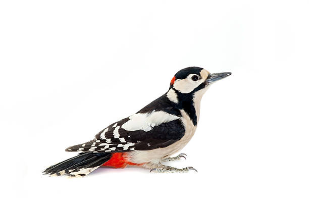 Great Spotted Woodpecker on white Great Spotted Woodpecker isolated on white background - Dendrocopos major woodpecker stock pictures, royalty-free photos & images