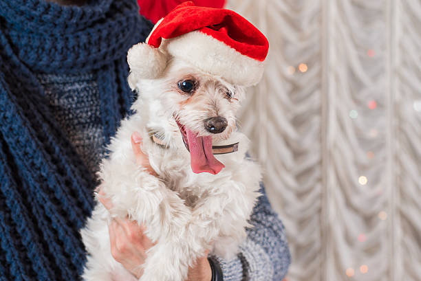 istock Man holding a puppy with a Christmas hat 502005582