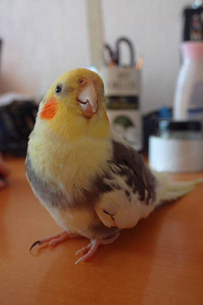 istock Pet bird cockatiel on the table 502007842