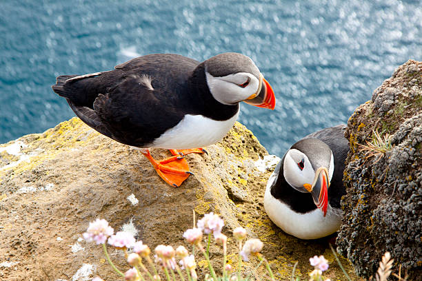 istock Puffins on the rock - Latrabjarg, Iceland 502008536