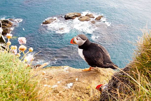 istock Puffin on the rock - Latrabjarg, Iceland 502008562
