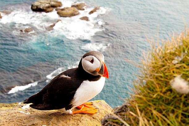 istock Colorful puffin in latrabjarg - Iceland 502008590