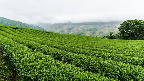 Tea plantation doi mae salong 101, Chiang Rai, THAILAND