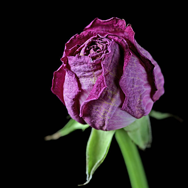 Wilted rose on black stock photo