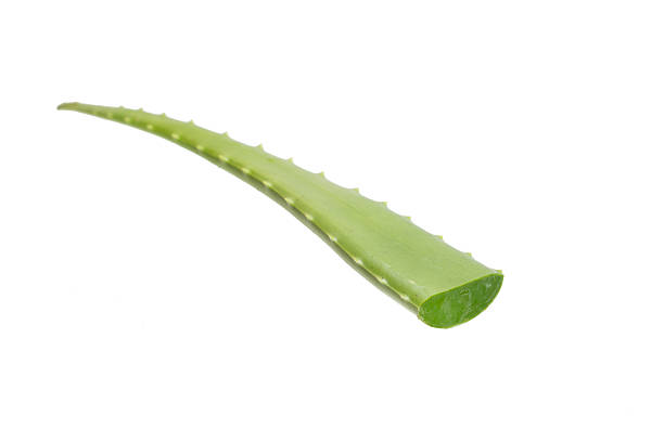 istock aloe vera fresh leaf. isolated over white background 502010282