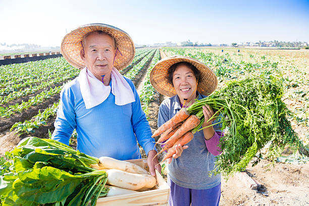 senior couple farmer with a lot of carrots happy senior couple farmer with a lot of carrots in hand the farmer and his wife pictures stock pictures, royalty-free photos & images