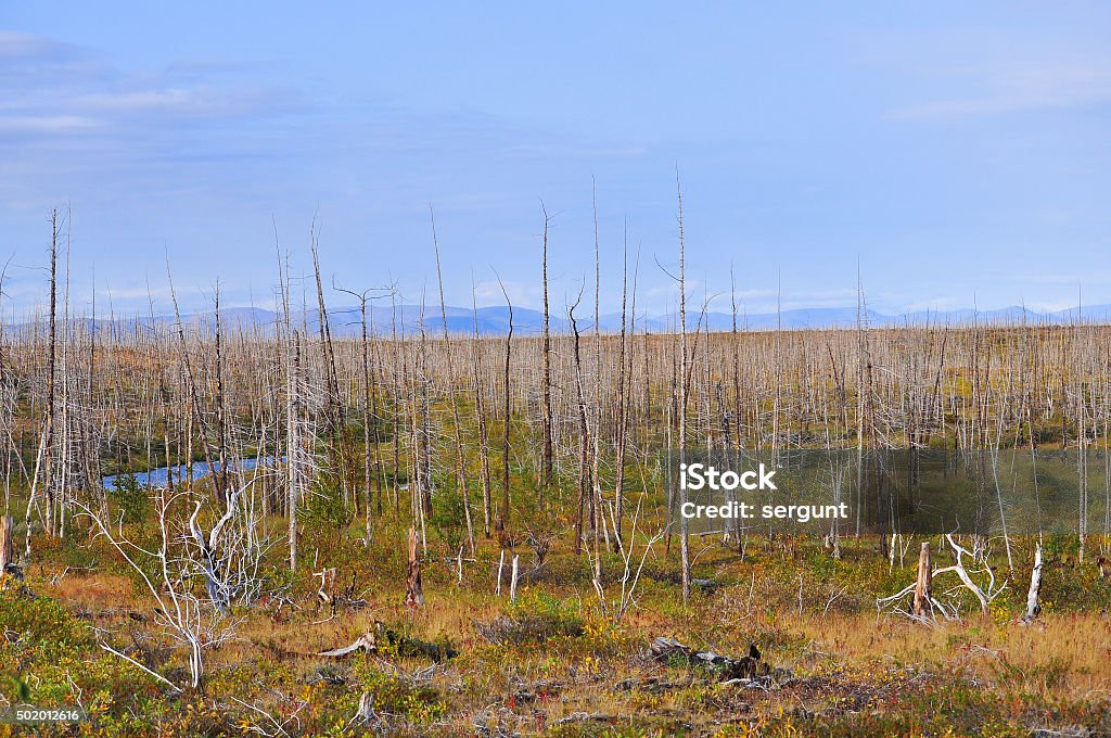 Dead forest on the river Fishing. Dead forest on the river Fishing. Forest, killed the Norilsk metallurgical plant. Acid Rain Stock Photo