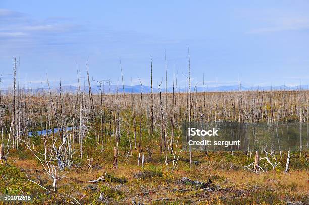 Dead Forest On The River Fishing Stock Photo - Download Image Now - Acid Rain, Forest, 2015