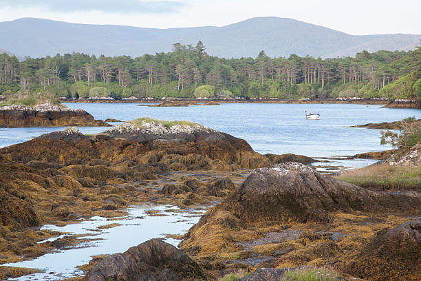 istock Coast near Ardgroom Beach; Beara Peninsula; Cork 502012876