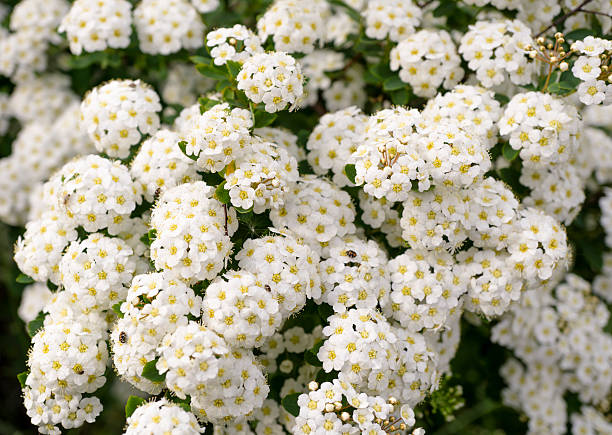 istock Green bush with clusters of white flowers background 502013458