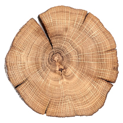 Oak cracked split with growth rings isolated overhead view macro