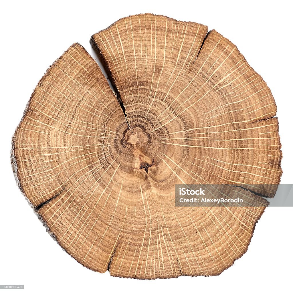 Oak cracked split with growth rings isolated Oak cracked split with growth rings isolated overhead view macro Slice of Food Stock Photo