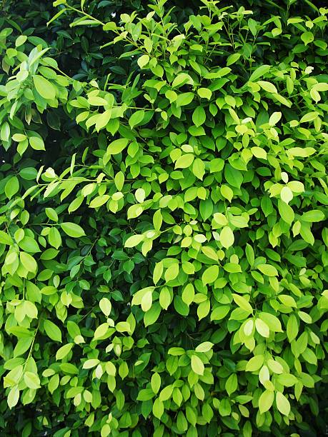 green leaves background stock photo