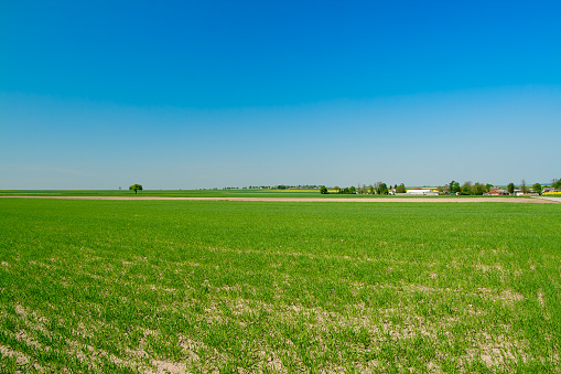 Rural landscape of green crop fields, small farm buildings in the background