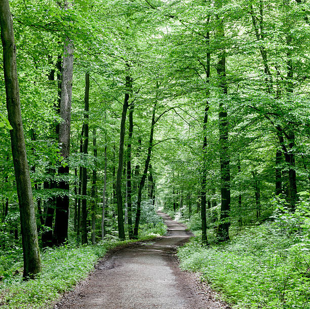 way through the green forest beautiful trees in the wild forest tiefenbach stock pictures, royalty-free photos & images