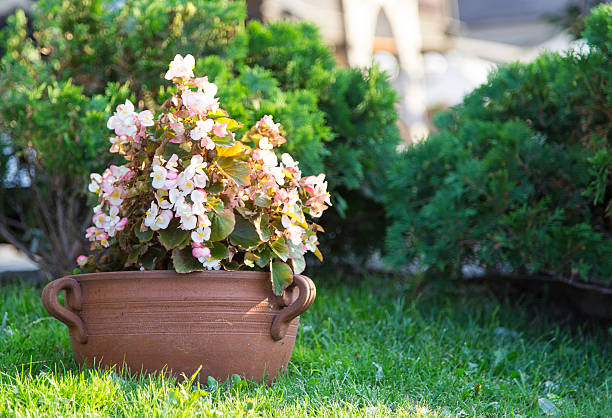 istock pot of flowers 502020833