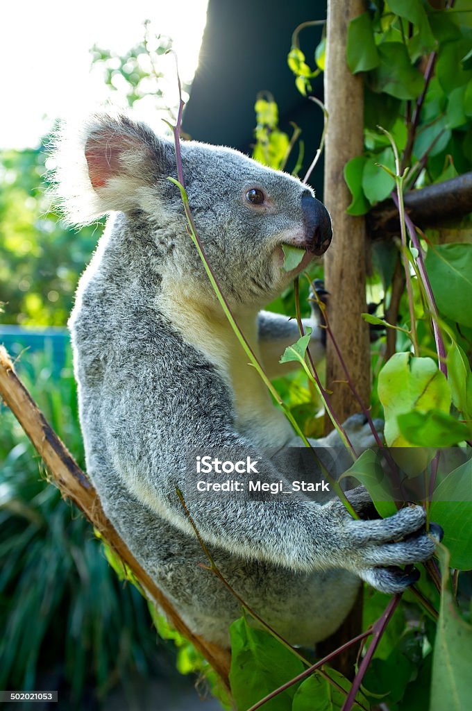 Cute Australian Koala Bear in a tree Animal Stock Photo