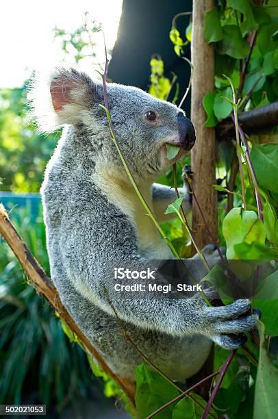 Cute Australian Koala Bear In A Tree Stock Photo - Download Image Now - Animal, Animal Wildlife, Australia
