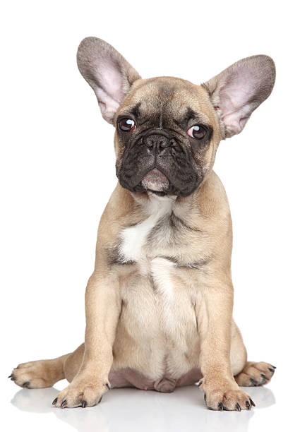 istock French Bulldog puppy 502021327