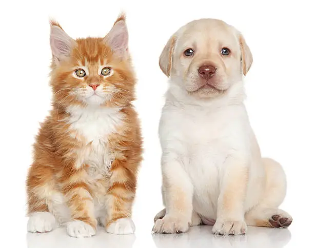 Maine Coon kitten and Labrador puppy on white background