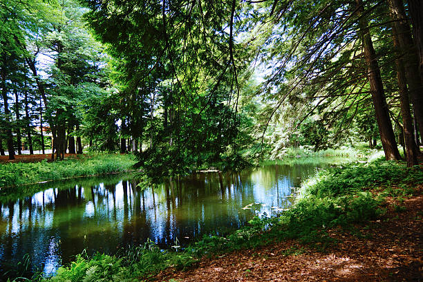 istock Green Canadian forest, summer foliage, pond, lake 502021495