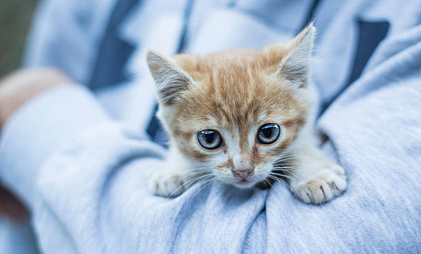 istock Cute Eyed Kitty Hugged 502022053