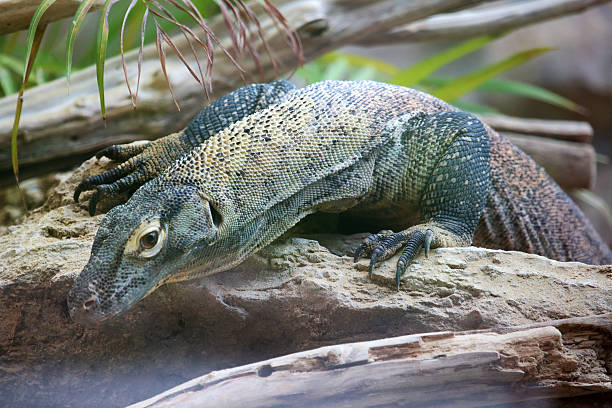 istock Komodo dragon on a rock 502022067