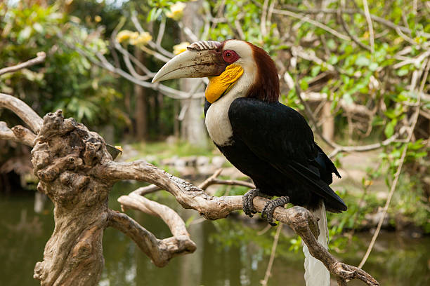 calau-se na natureza - wreathed hornbill - fotografias e filmes do acervo