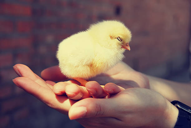 Chick in hands stock photo