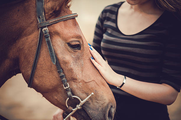 Pet Close-up of horsewoman stroking her pet horse color stock pictures, royalty-free photos & images