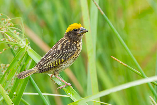 istock Streaked Weaver (Ploceus manyar) 502024195