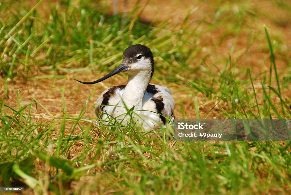 Pied Avocette Mettez-vous devant la caméra. - Photo de Allongé sur le devant libre de droits