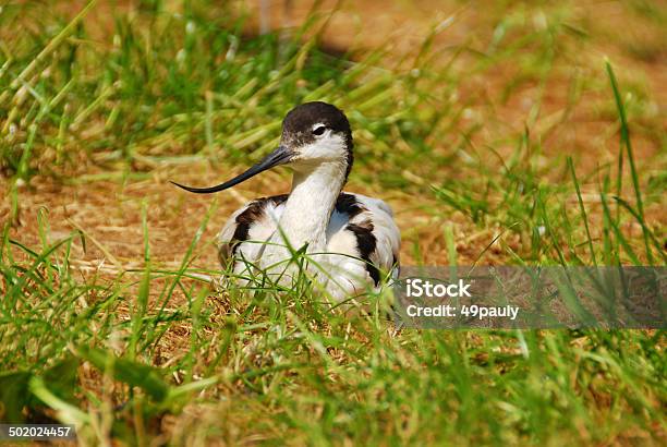 Photo libre de droit de Pied Avocette Mettezvous Devant La Caméra banque d'images et plus d'images libres de droit de Allongé sur le devant - Allongé sur le devant, Avocette, Avocette élégante