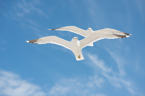 seagull flying in blue sky