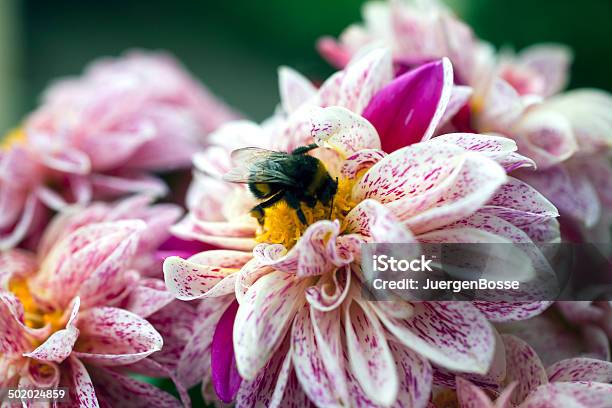 Hummel Auf Eine Dahlie Flowerhead Stockfoto und mehr Bilder von Bestäuber - Bestäuber, Bestäubung, Blume