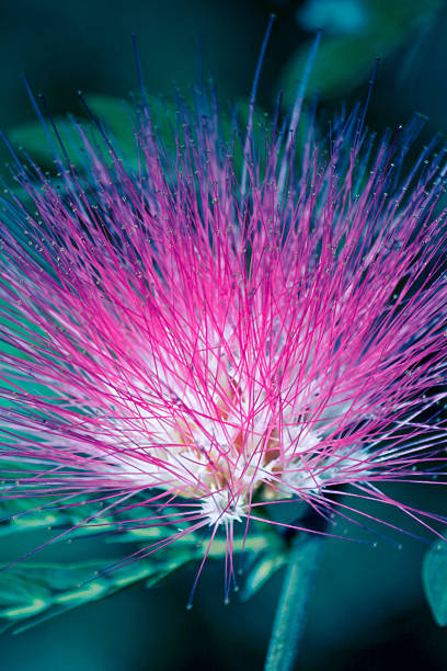 istock Flowers of rain tree. (Samanea saman (Jacq.)) 502025023