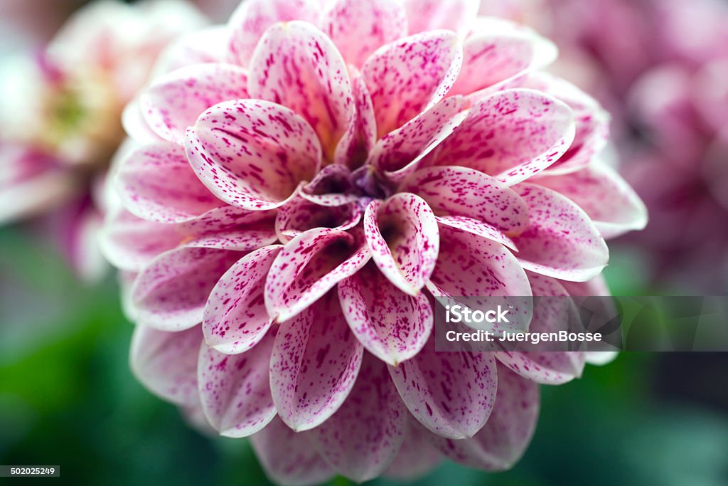 Dahlie flowerhead - Lizenzfrei Blume Stock-Foto