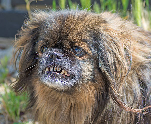 angry ugly little dog angry ugly little dog ugly dog stock pictures, royalty-free photos & images