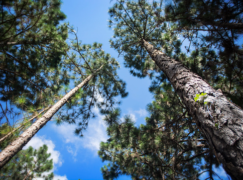 Florida Slash Pinetrees Low Angle View Against Blue Sky